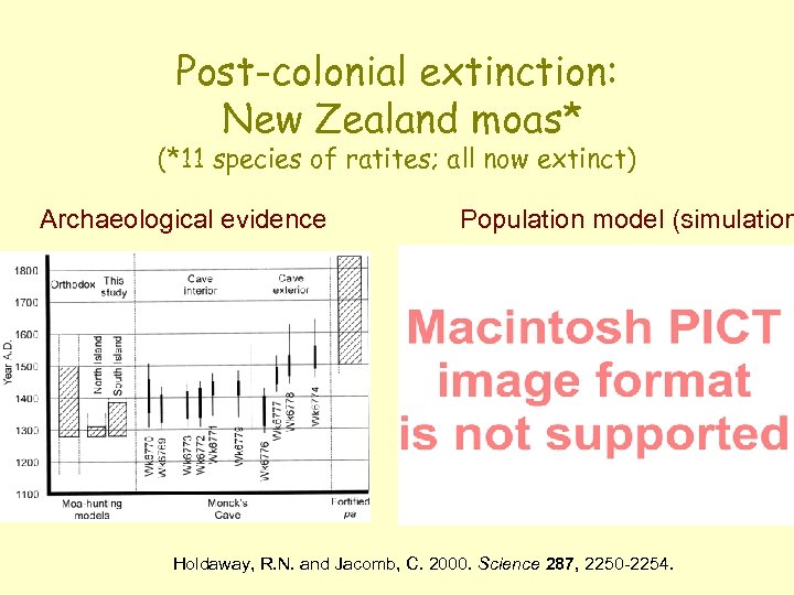 Post-colonial extinction: New Zealand moas* (*11 species of ratites; all now extinct) Archaeological evidence