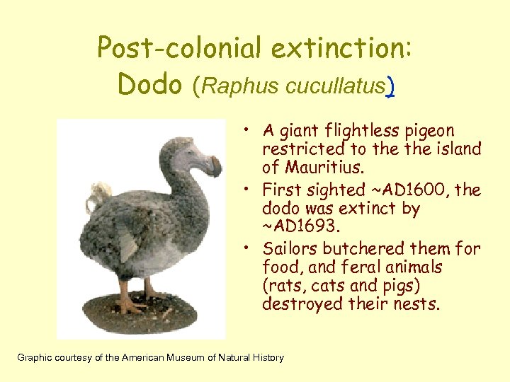 Post-colonial extinction: Dodo (Raphus cucullatus) • A giant flightless pigeon restricted to the island