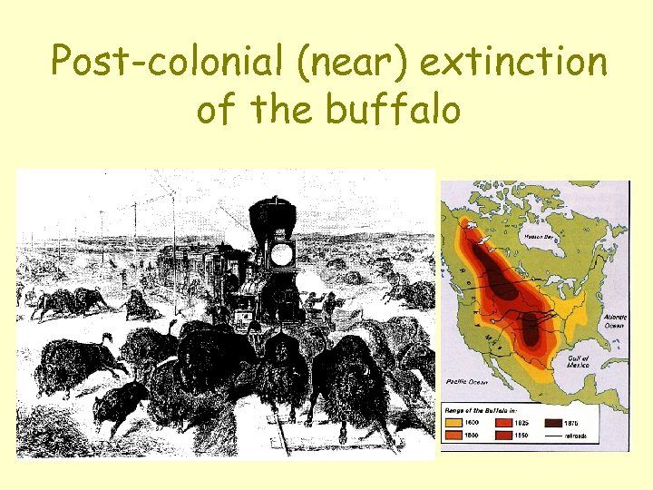 Post-colonial (near) extinction of the buffalo 