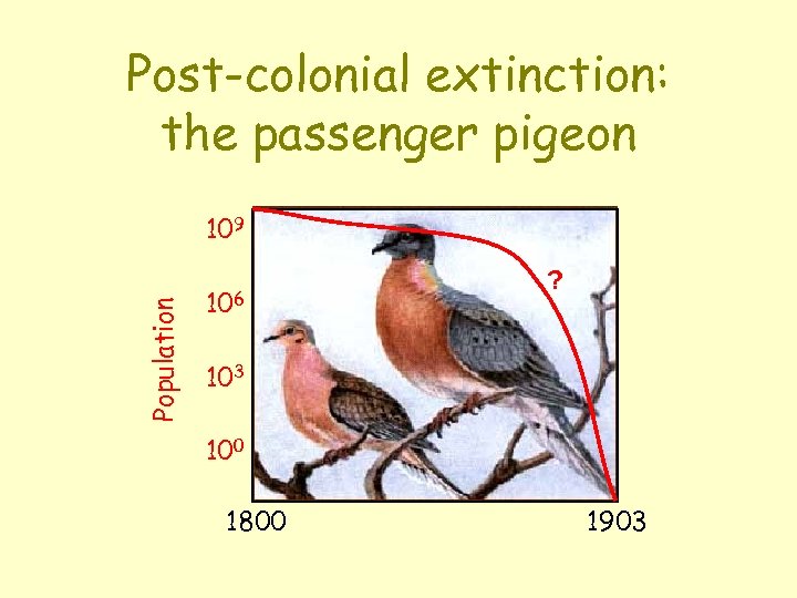 Post-colonial extinction: the passenger pigeon Population 109 106 ? 103 100 1800 1903 