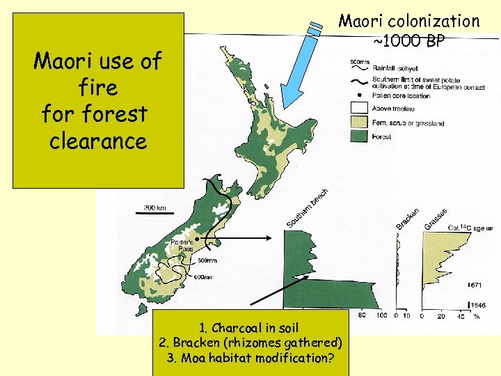 Maori use of fire forest clearance Maori colonization ~1000 BP 1. Charcoal in soil