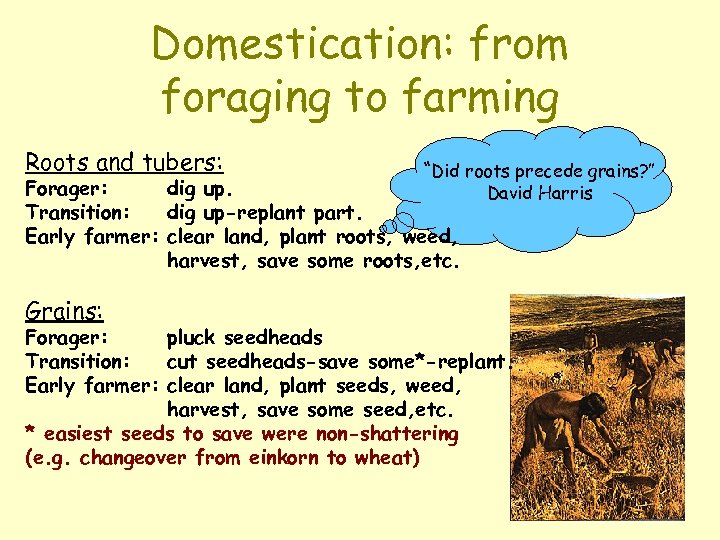 Domestication: from foraging to farming Roots and tubers: “Did roots precede grains? ” Forager: