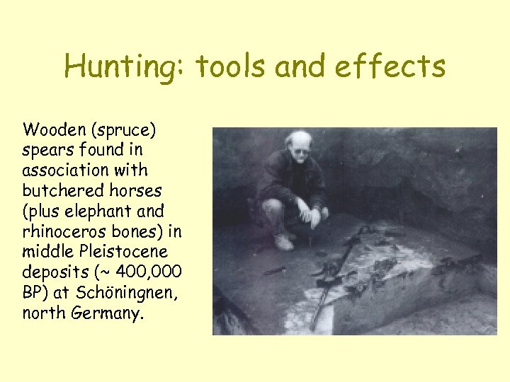 Hunting: tools and effects Wooden (spruce) spears found in association with butchered horses (plus