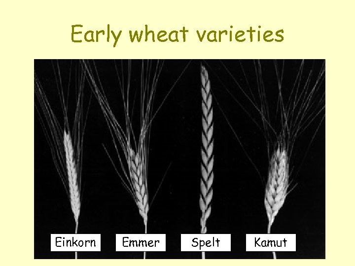 Early wheat varieties Einkorn Emmer Spelt Kamut 