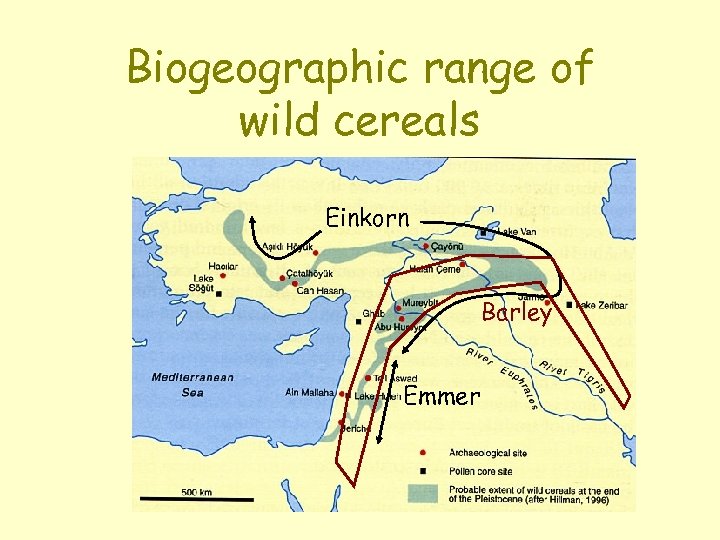 Biogeographic range of wild cereals Einkorn Barley Emmer 