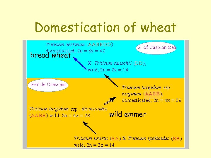 Domestication of wheat bread wheat wild emmer 