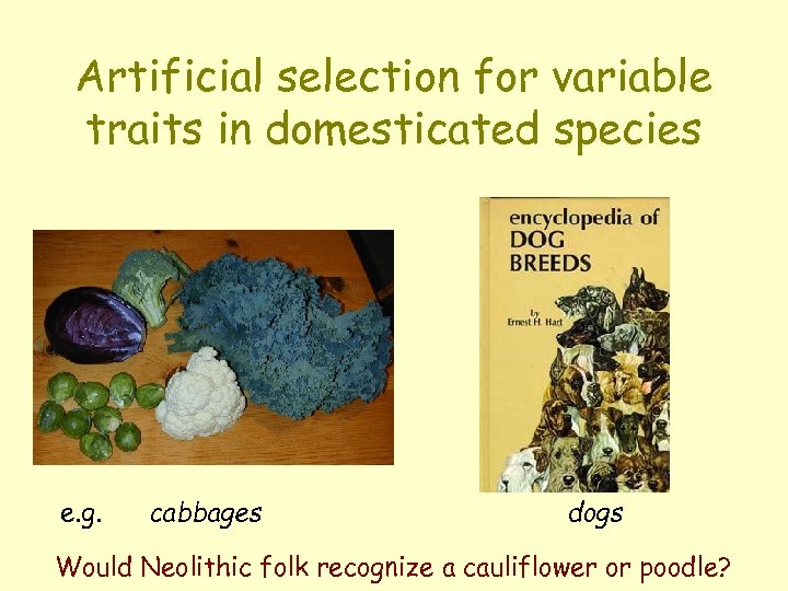 Artificial selection for variable traits in domesticated species e. g. cabbages dogs Would Neolithic