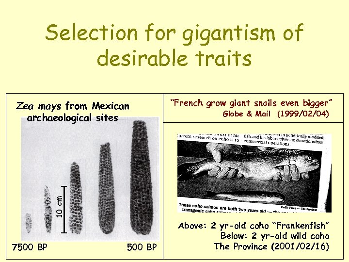 Selection for gigantism of desirable traits “French grow giant snails even bigger” Globe &