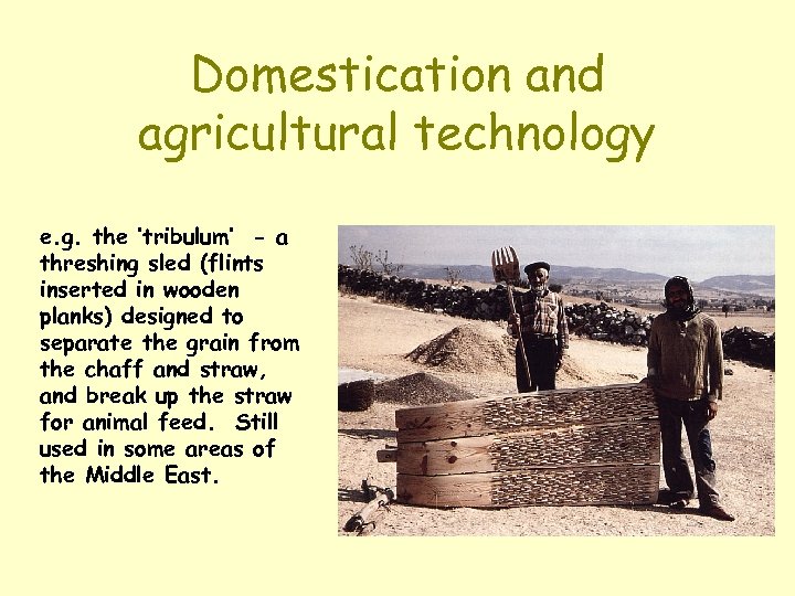 Domestication and agricultural technology e. g. the ‘tribulum’ - a threshing sled (flints inserted