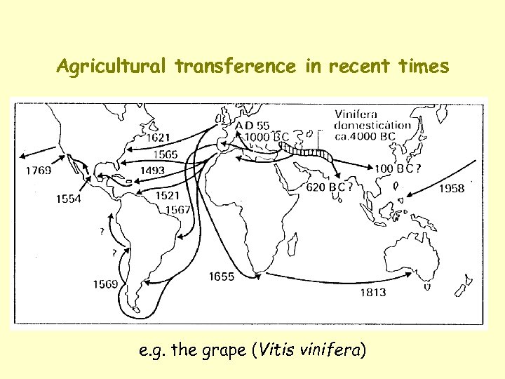 Agricultural transference in recent times e. g. the grape (Vitis vinifera) 