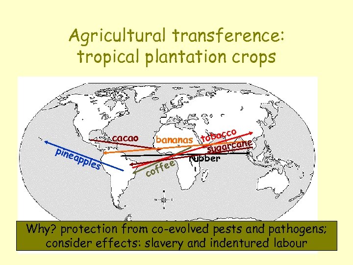 Agricultural transference: tropical plantation crops pine cacao app les o obacc bananas t ane