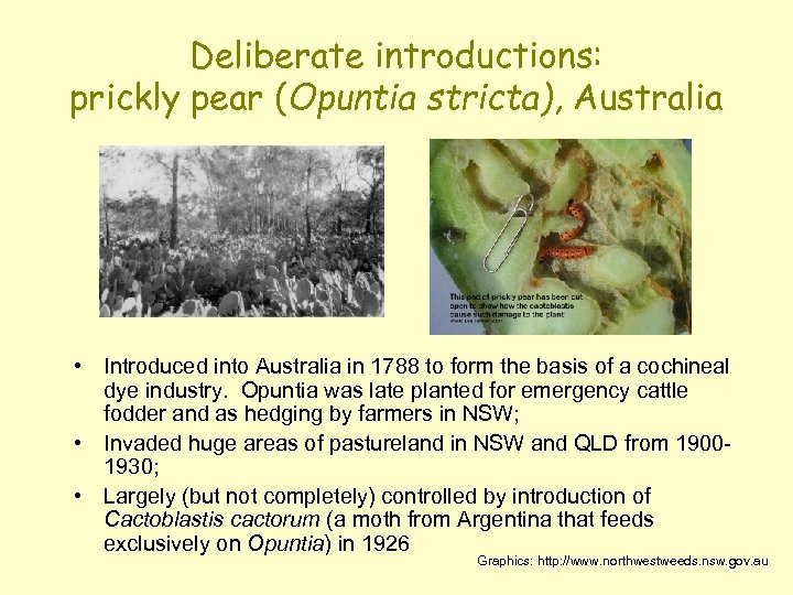 Deliberate introductions: prickly pear (Opuntia stricta), Australia • Introduced into Australia in 1788 to