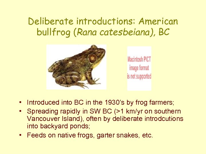 Deliberate introductions: American bullfrog (Rana catesbeiana), BC • Introduced into BC in the 1930’s