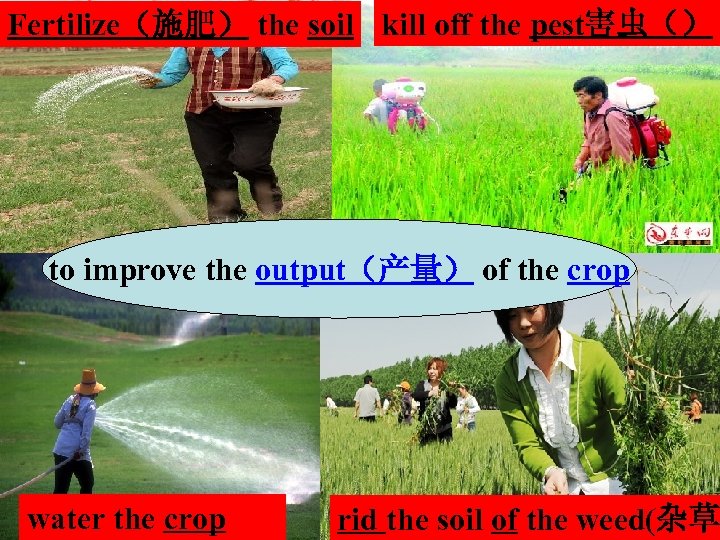 Fertilize（施肥） the soil kill off the pest害虫（） to improve the output（产量） of the crop
