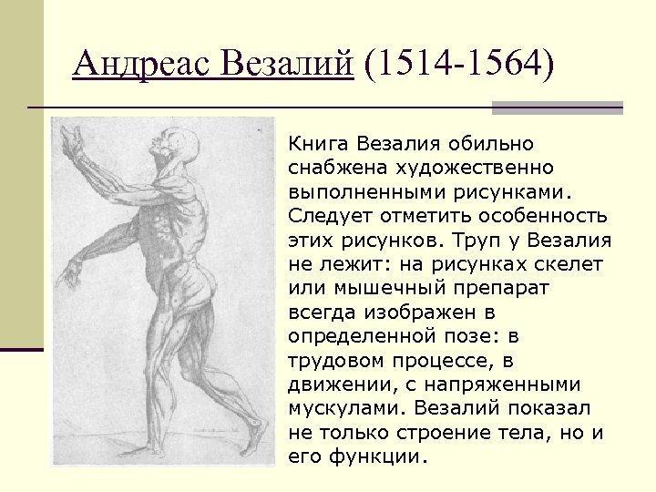 Андреас Везалий (1514 -1564) Книга Везалия обильно снабжена художественно выполненными рисунками. Следует отметить особенность