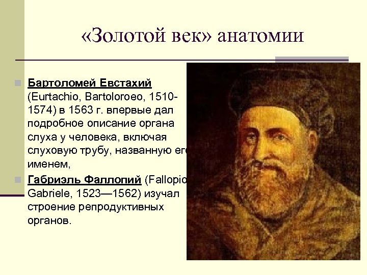  «Золотой век» анатомии n Бартоломей Евстахий (Eurtachio, Bartoloroeo, 15101574) в 1563 г. впервые