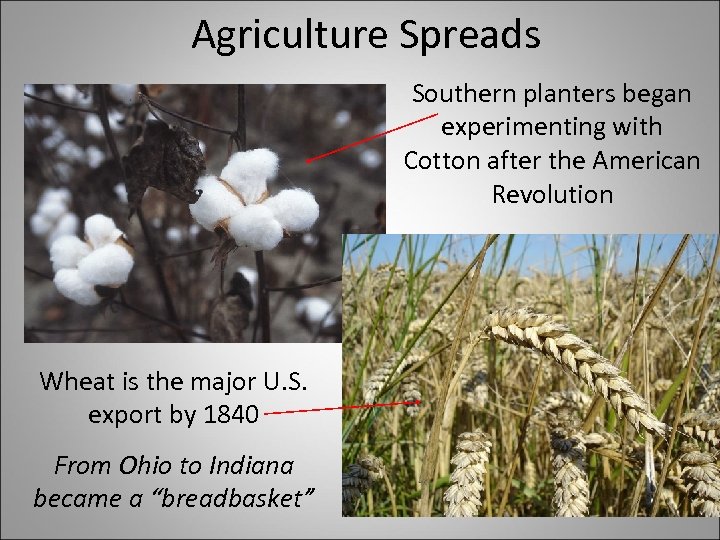 Agriculture Spreads Southern planters began experimenting with Cotton after the American Revolution Wheat is