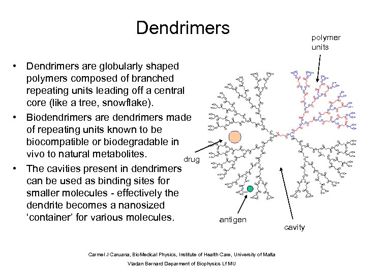 Dendrimers • Dendrimers are globularly shaped polymers composed of branched repeating units leading off