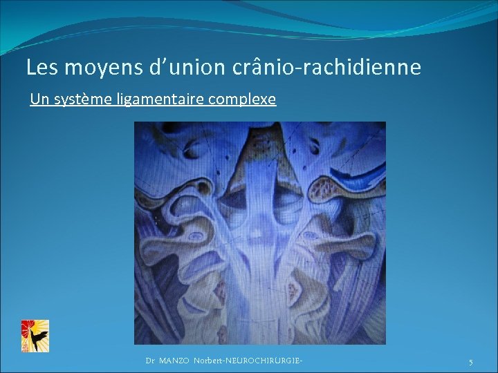 Les moyens d’union crânio-rachidienne Un système ligamentaire complexe Dr MANZO Norbert-NEUROCHIRURGIE- 5 