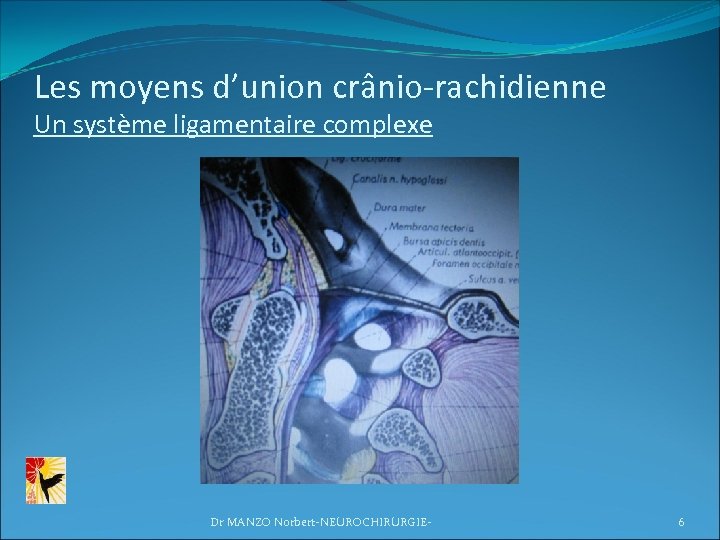 Les moyens d’union crânio-rachidienne Un système ligamentaire complexe Dr MANZO Norbert-NEUROCHIRURGIE- 6 