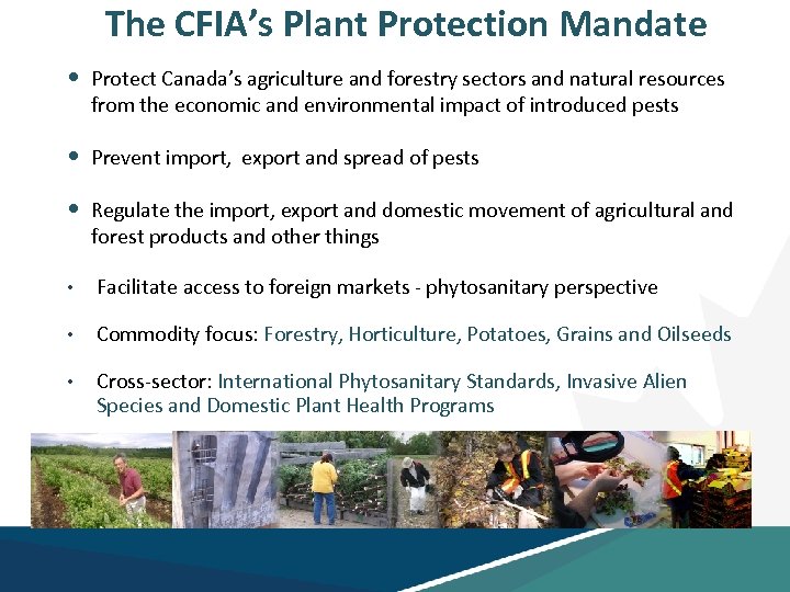 The CFIA’s Plant Protection Mandate • Protect Canada’s agriculture and forestry sectors and natural