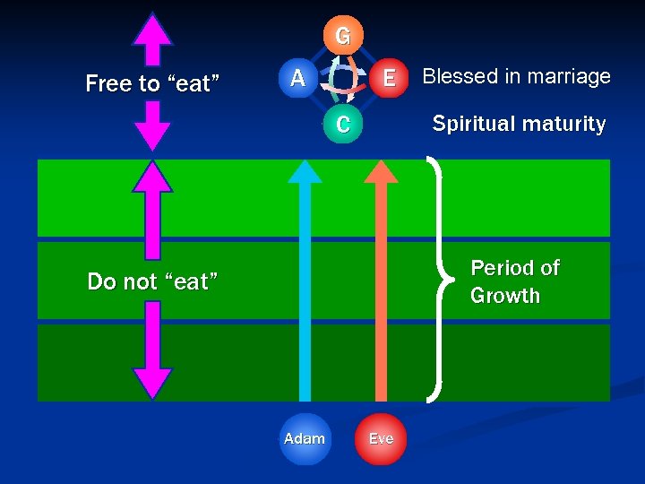 G Free to “eat” A E Blessed in marriage C Spiritual maturity Period of