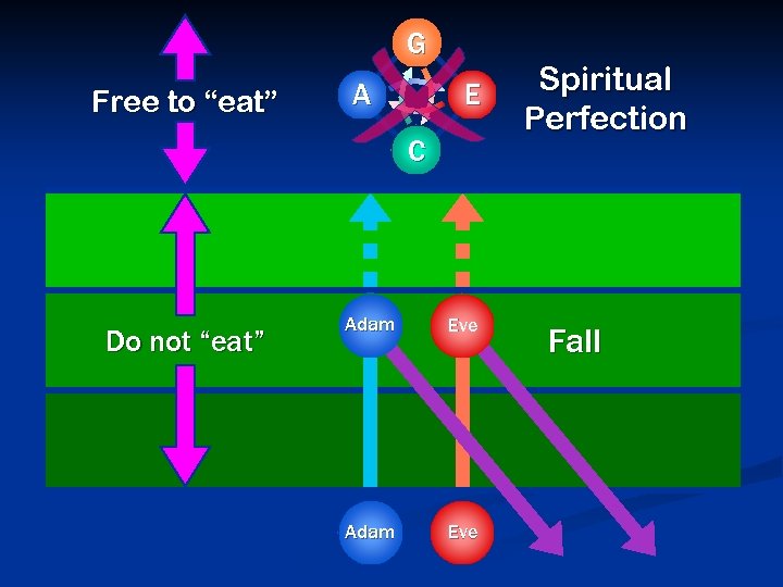 G Free to “eat” A E C Do not “eat” Adam Eve Spiritual Perfection