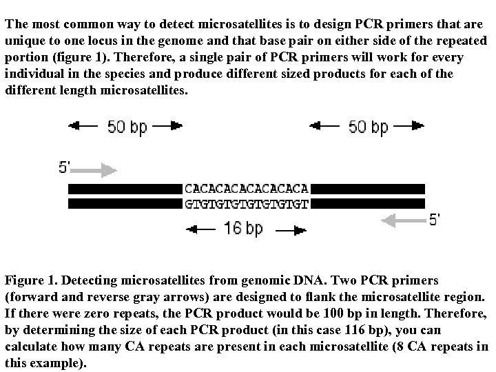 The most common way to detect microsatellites is to design PCR primers that are