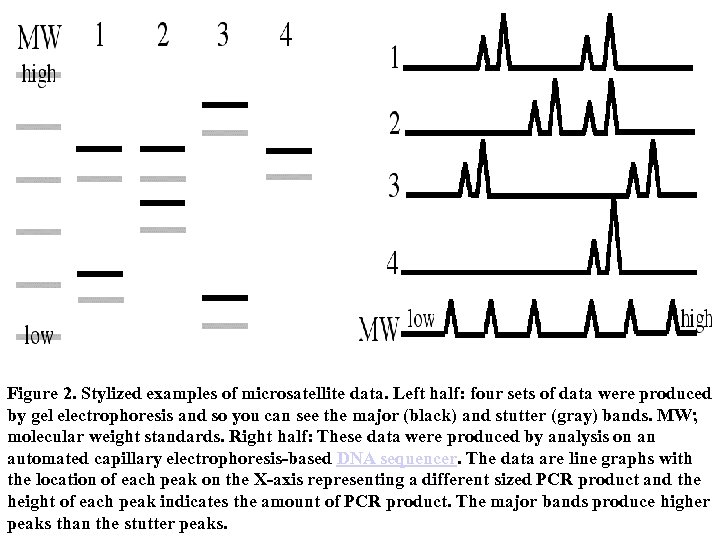 Figure 2. Stylized examples of microsatellite data. Left half: four sets of data were