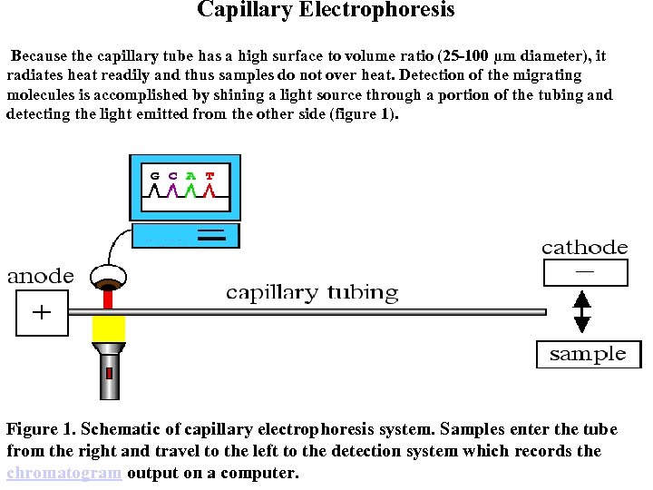 Capillary Electrophoresis Because the capillary tube has a high surface to volume ratio (25