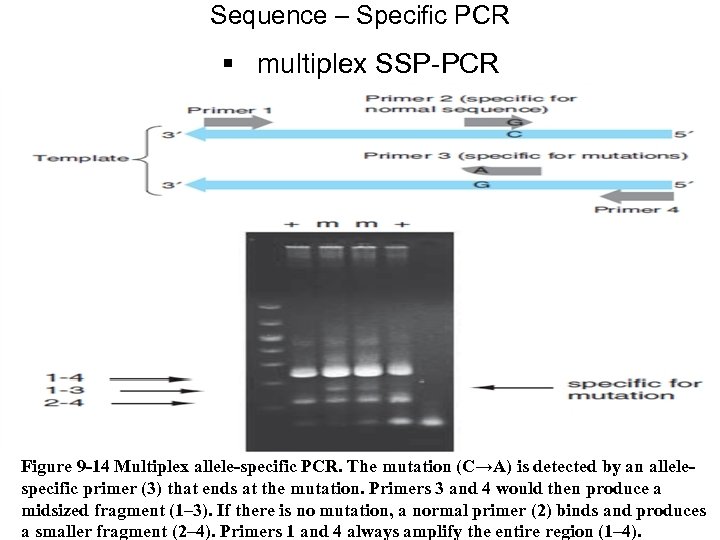 Sequence – Specific PCR § multiplex SSP-PCR Figure 9 -14 Multiplex allele-specific PCR. The