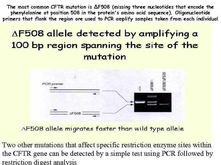 The most common CFTR mutation is ∆F 508 (missing three nucleotides that encode the