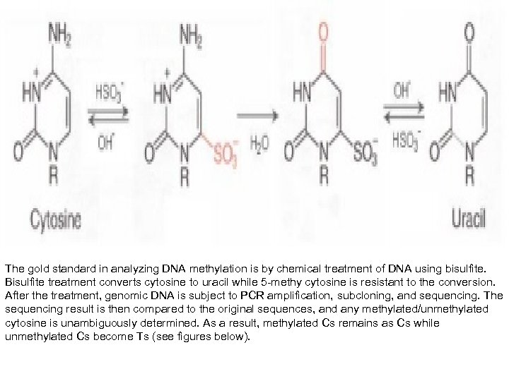  The gold standard in analyzing DNA methylation is by chemical treatment of DNA