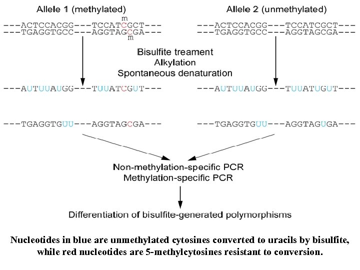 Nucleotides in blue are unmethylated cytosines converted to uracils by bisulfite, while red nucleotides