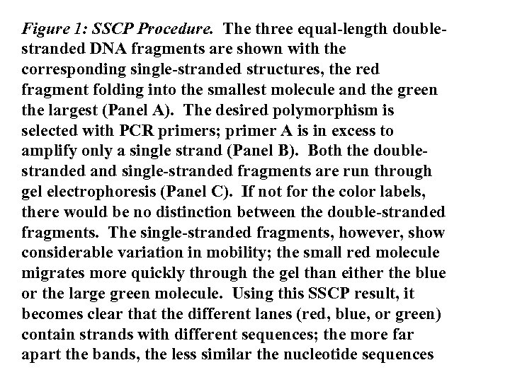 Figure 1: SSCP Procedure. The three equal-length doublestranded DNA fragments are shown with the