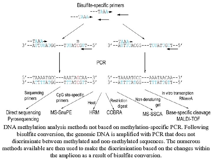 DNA methylation analysis methods not based on methylation-specific PCR. Following bisulfite conversion, the genomic