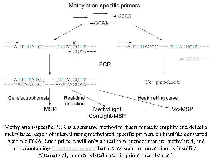 Methylation-specific PCR is a sensitive method to discriminately amplify and detect a methylated region