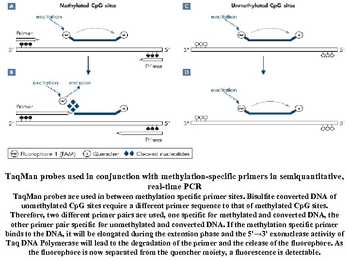 Taq. Man probes used in conjunction with methylation-specific primers in semiquantitative, real-time PCR Taq.