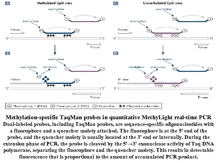 Methylation-specific Taq. Man probes in quantitative Methy. Light real-time PCR Dual-labeled probes, including Taq.