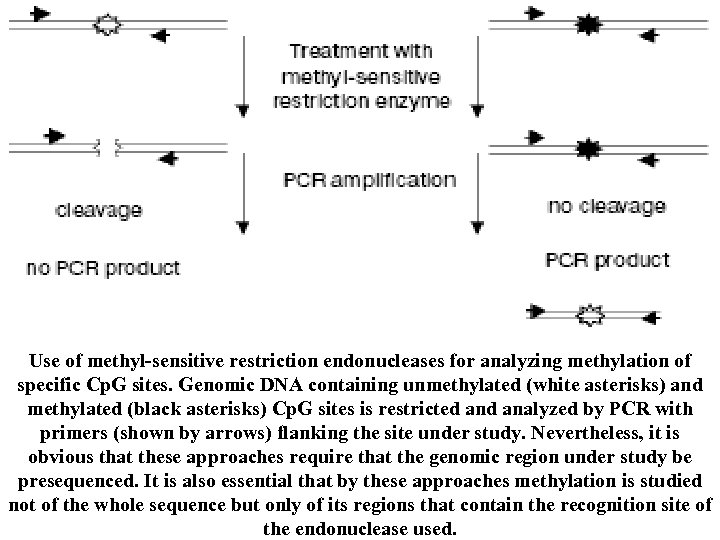 ]. Use of methyl-sensitive restriction endonucleases for analyzing methylation of specific Cp. G sites.