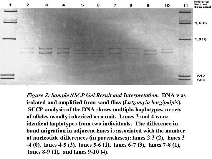 ). Figure 2: Sample SSCP Gel Result and Interpretation. DNA was isolated and amplified