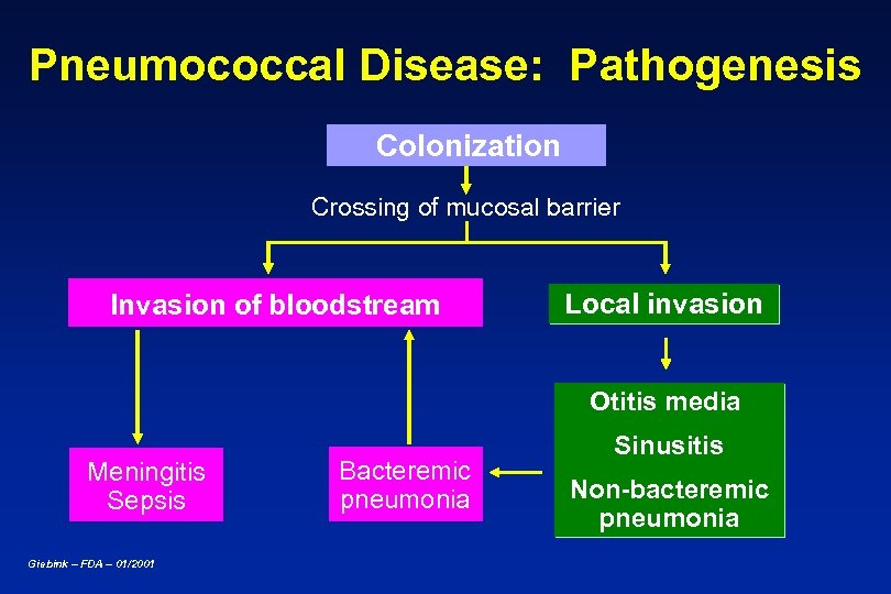 Pneumococcal Disease: Pathogenesis Colonization Crossing of mucosal barrier Invasion of bloodstream Local invasion Otitis
