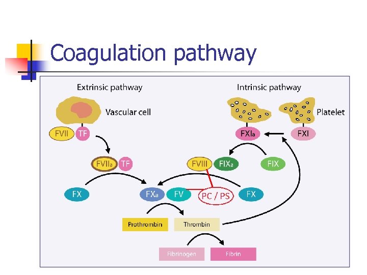 Coagulation pathway 