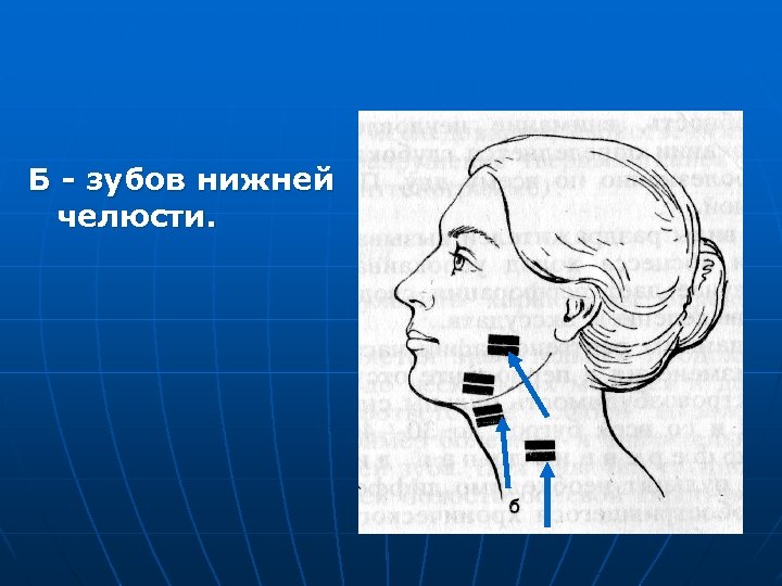 Б - зубов нижней челюсти. 