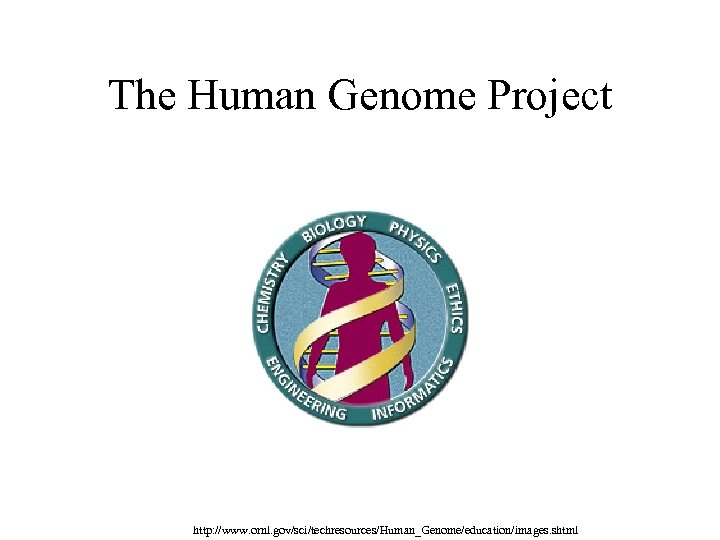 The Human Genome Project http: //www. ornl. gov/sci/techresources/Human_Genome/education/images. shtml 