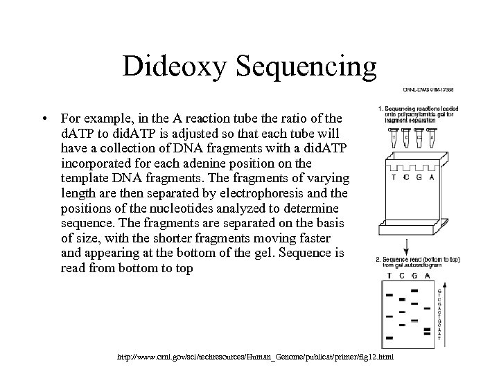 Dideoxy Sequencing • For example, in the A reaction tube the ratio of the