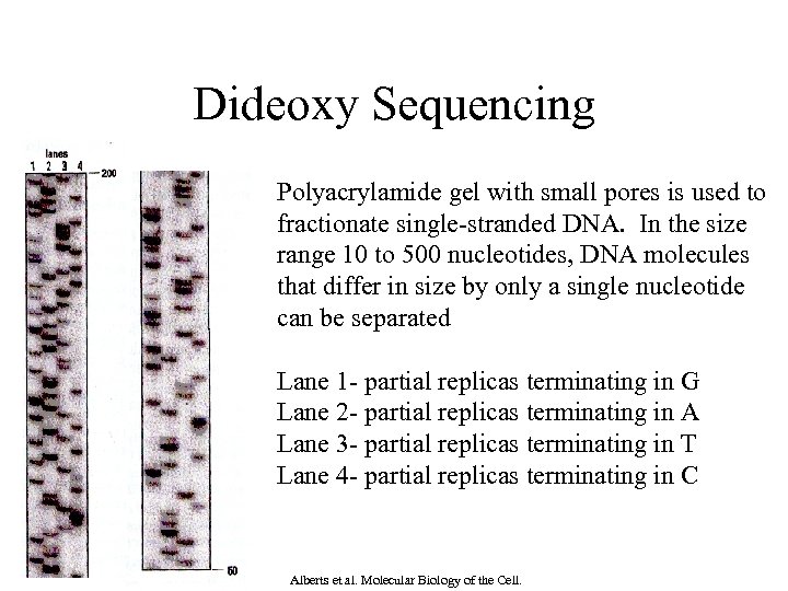 Dideoxy Sequencing Polyacrylamide gel with small pores is used to fractionate single-stranded DNA. In