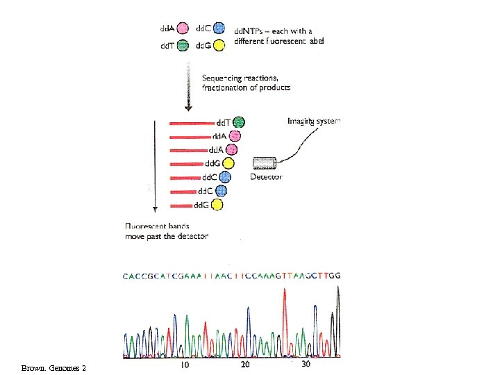 Brown. Genomes 2 