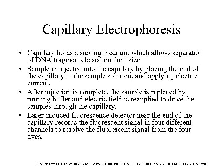 Capillary Electrophoresis • Capillary holds a sieving medium, which allows separation of DNA fragments
