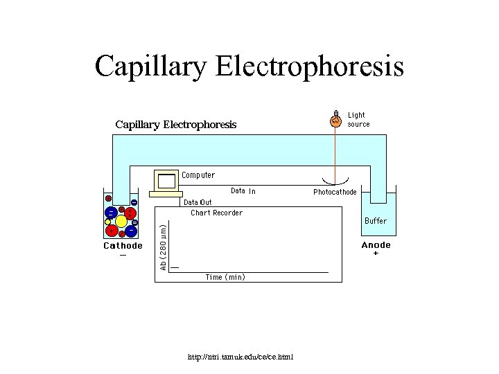 Capillary Electrophoresis http: //ntri. tamuk. edu/ce/ce. html 